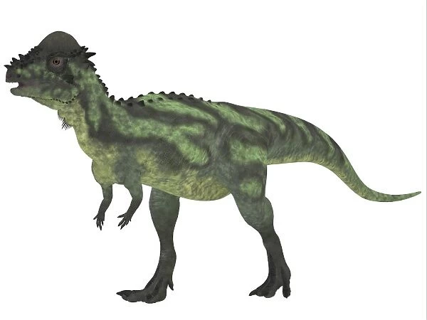 Pachycephalosaurus, a biped dinosaur from the Cretaceous Period