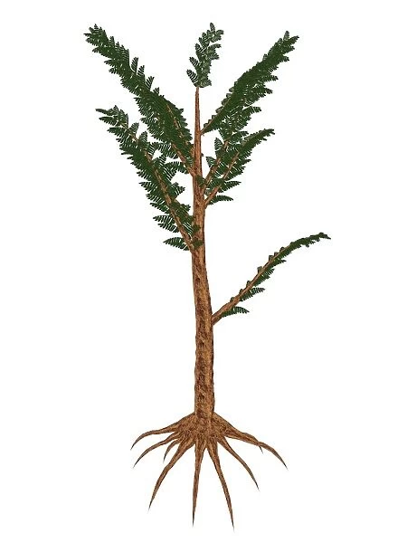 Pachypteris prehistoric plant