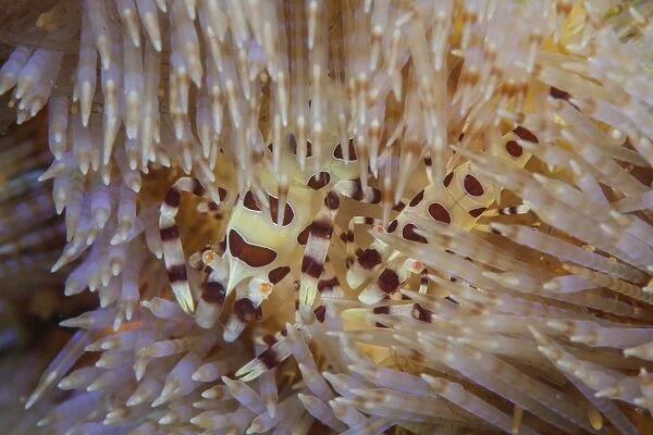 A pair of Colemans shrimp live among the venomous spines of a fire urchin