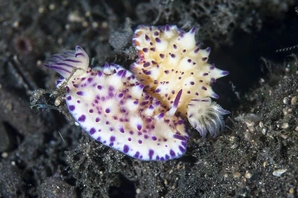 A pair of Mexichromis nudibranch circle each other trying to mate