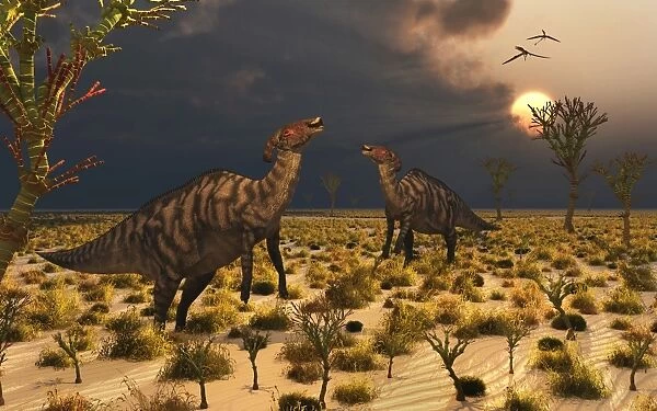 A pair of Parasaurolophus duckbill dinosaurs