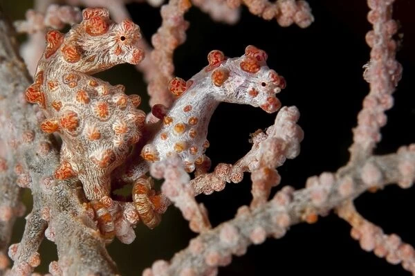 A pair of Pygmy seahorse on sea fan, Lembeh Strait, Indonesia