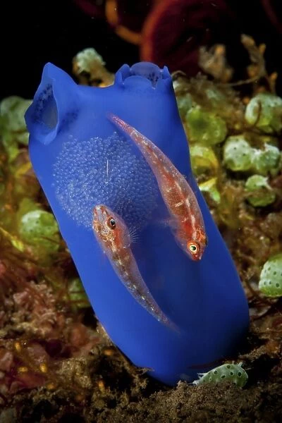 Pair of red gobies on blue tunicate with eggs, Bali, Indonesia