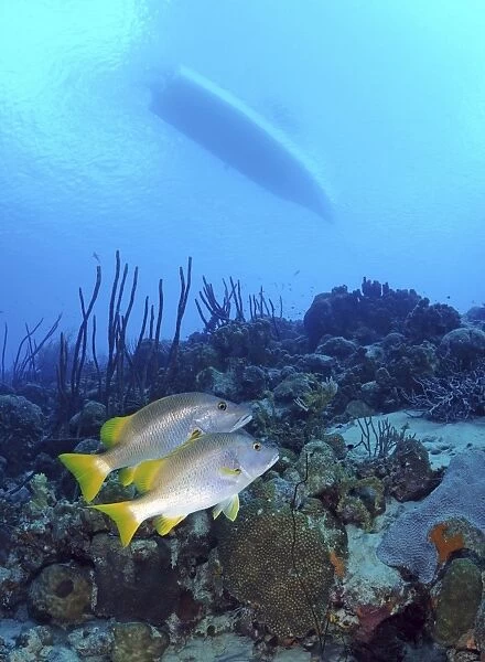 A pair of Schoolmaster Snapper on Caribbean reef