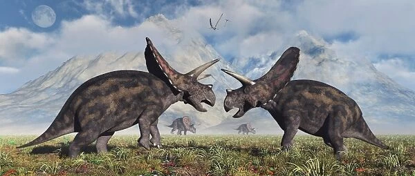 A pair of Torosaurus dinosaurs involved in a territorial dispute