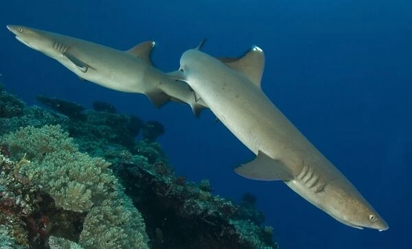 A pair of Whitetip reef sharks, Kimbe Bay, Papua New Guinea