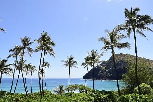 Palm trees along the coast of Waimanalo Bay, Oahu, Hawaii