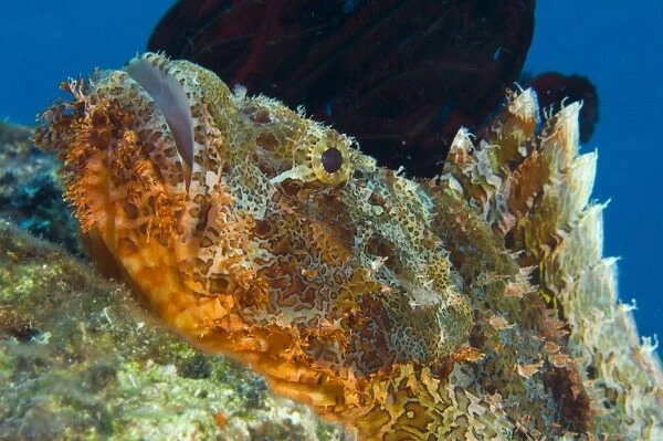 Papuan scorpionfish lying on a reef, Kimbe Bay, Papua New Guinea