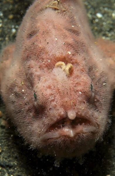 Pink frogfish with open mouth, North Sulawesi