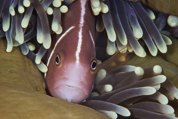 Pink Skunk Clownfish in its host anemone, Papua New Guinea