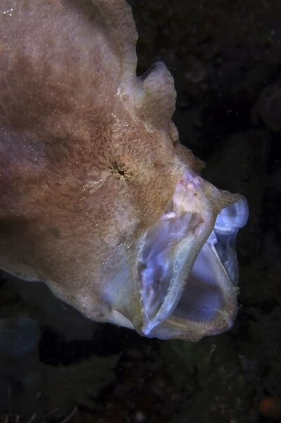 Pinkish brown frogfish with open mouth, North Sulawesi