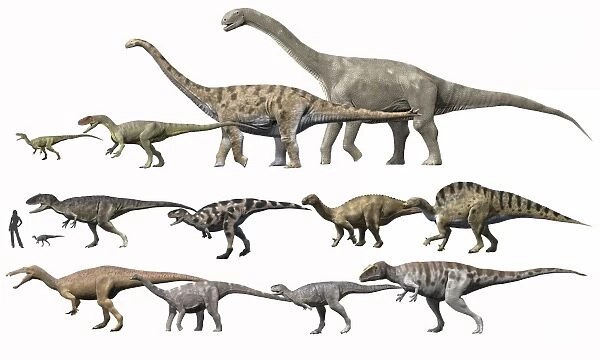 Prehistoric era dinosaurs of Niger drawn to scale