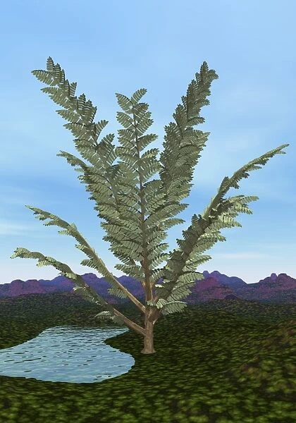 Prehistoric era Pachypteris tree