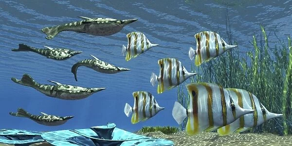 Prehistoric Pteraspis jawless fish swimming with a group of Chelmon Butterflyfish