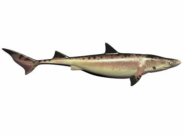 Priohybodus, an extinct shark species from the Cretaceous Period