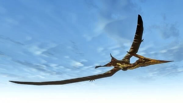 Pteranodon bird flying in blue sky