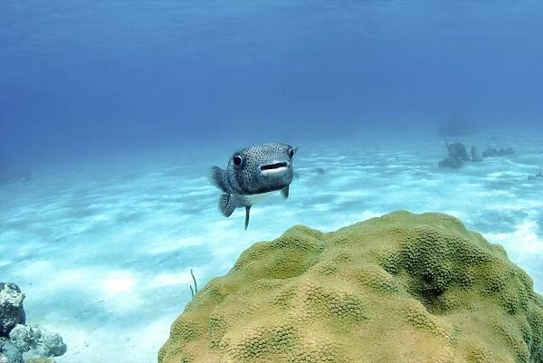 Pufferfish swimming by star coral, Nassau, The Bahamas