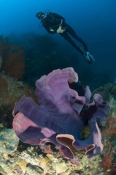 Purple elephant ear sponge with diver, Papua New Guinea