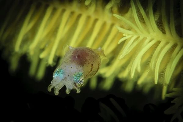 Pygmy Cuttlefish, Indonesia