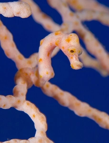 Pygmy Seahorse on sea fan, Papua New Guinea