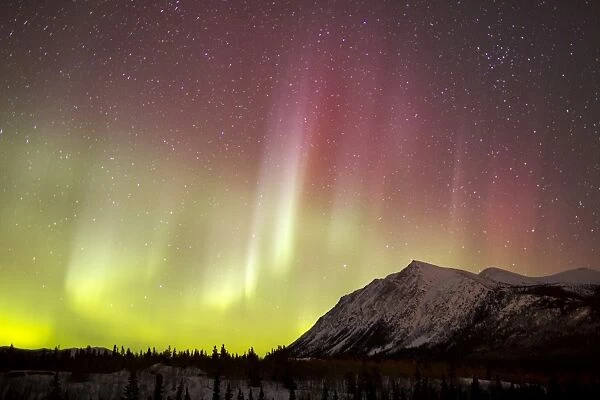Red aurora borealis over Carcross Desert, Canada