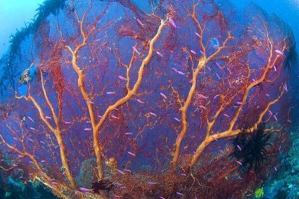 A red sea fan with purple anthias fish, Papua New Guinea