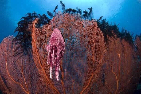 A red sea fan with sponge colored clam attached, Papua New Guinea