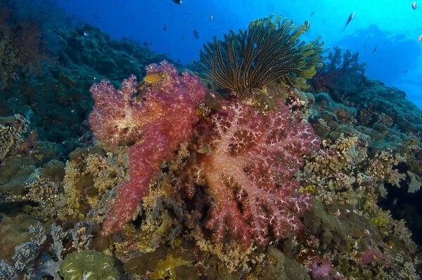 Red soft coral with crinoid, Papua New Guinea