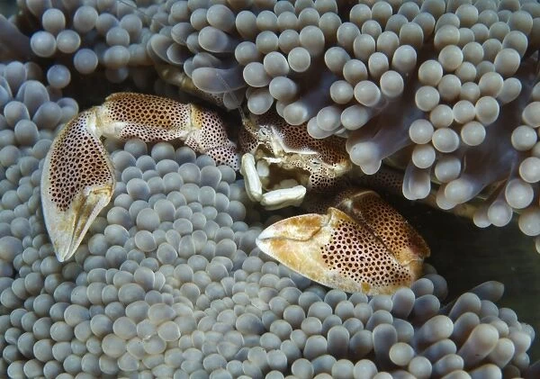 Red-spotted porcelain crab hiding in grey anemone