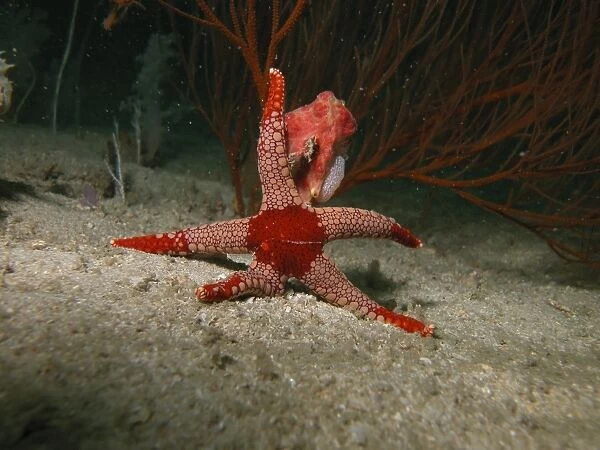 Red starfish on sandy bottom, Indonesia