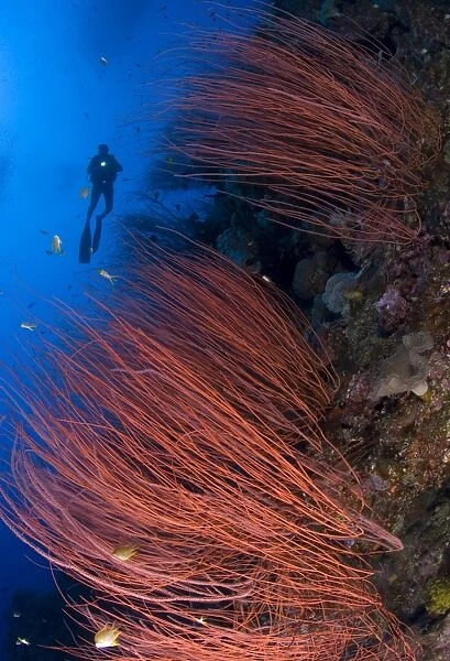 Red whip coral sea fan with diver, Papua New Guinea
