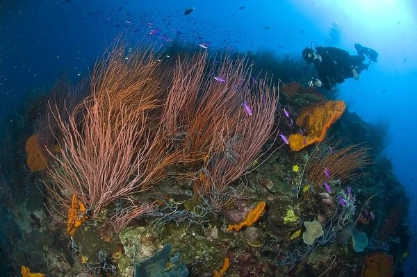 Red whip fan coral with diver and anthias fish, Papua New Guinea