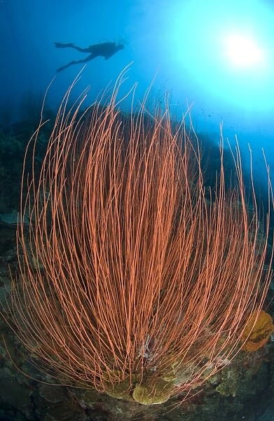 Red whip fan coral with diver, Papua New Guinea