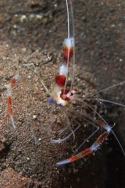 Red and white banded cleaner shrimp, Bali, Indonesia