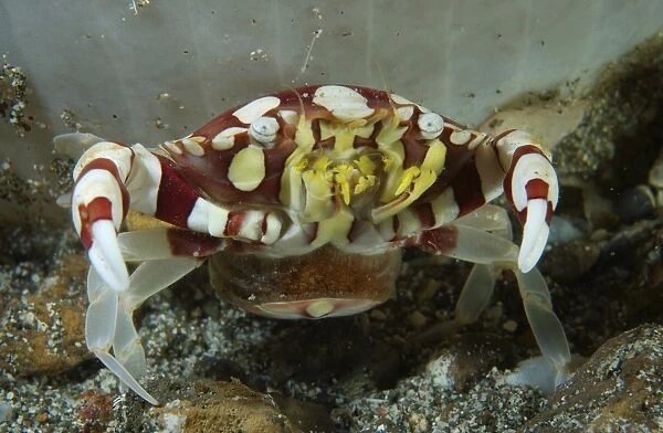Red and white harlequin crab releasing its eggs, Indonesia