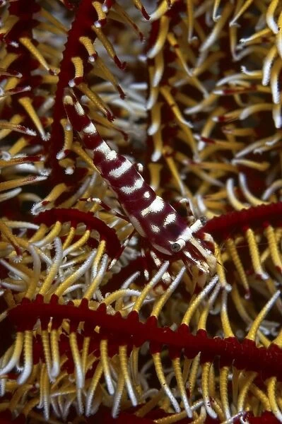 Red and white mimic shrimp on crinoid, Bali, Indonesia