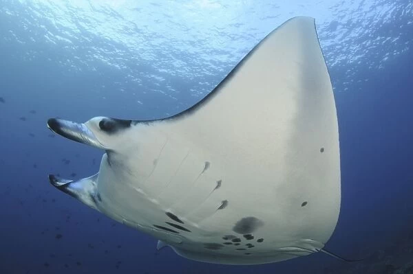 A reef manta ray swimming in Komodo National Park, Indonesia