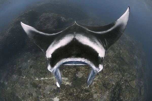 A reef manta ray swimming above a reef top, Indonesia