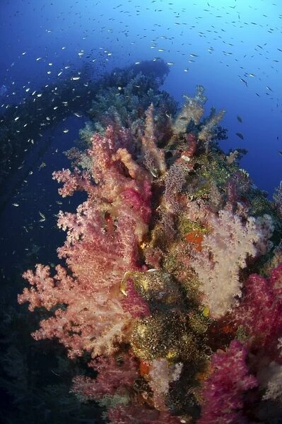 Reef scene with corals and fish, Acasta Reef, Indonesia