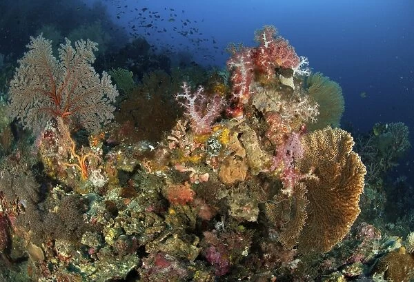 Reef scene with gorgonian sea fans and soft corals, North Sulawesi