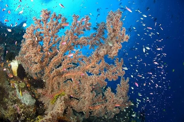Reef scene with sea fan, Papua New Guinea