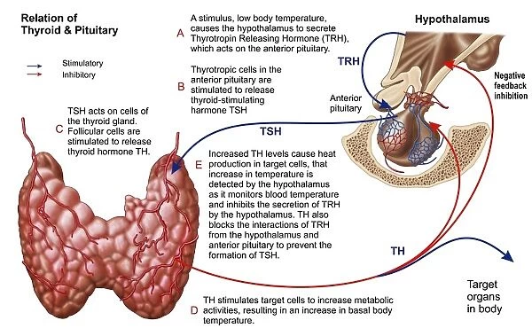 Relation of thyroid and pituitary gland