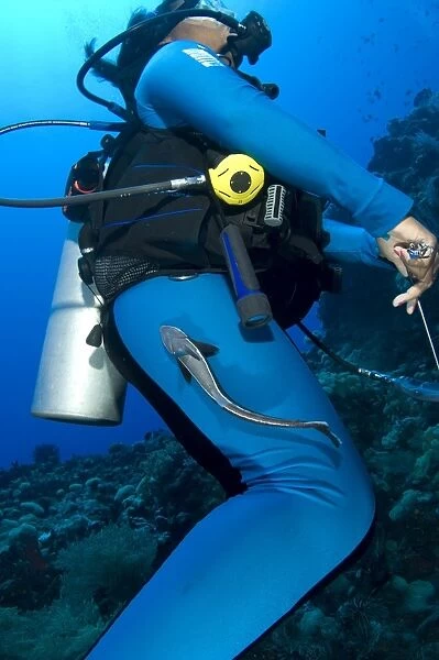 A remora attached to a diver, Kimbe Bay, Papua New Guinea