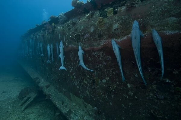 Remoras suck the the hull of a shipwreck in Fiji