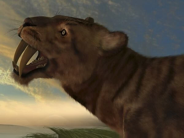 The Saber-Tooth Cat with dagger like front canine teeth