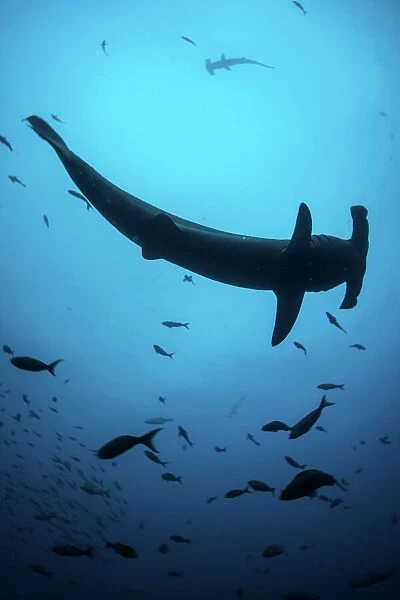 A scalloped hammerhead shark swims near Cocos Island, Costa Rica