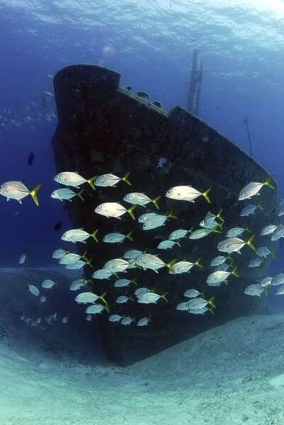 School of horse-eye jack fish swmming by the Ray of Hope shipwreck