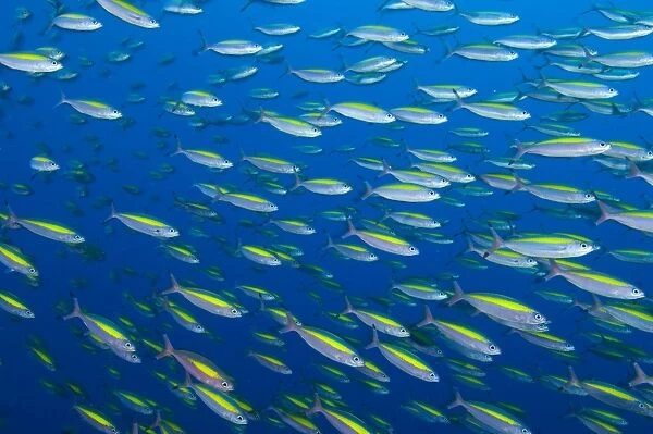 School of wide-band fusilier fish, Papua New Guinea