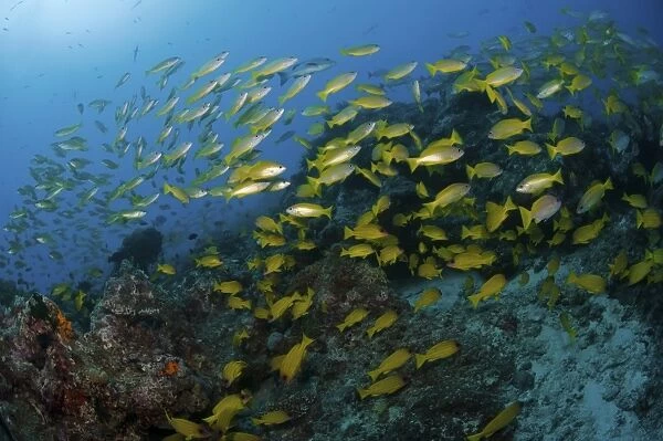School of yellow snapper, Great Barrier Reef, Australia