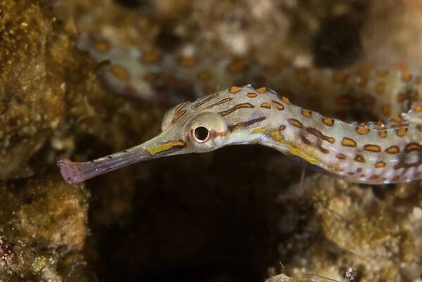 Scribbled Pipefish on a pink sponge, Papua New Guinea